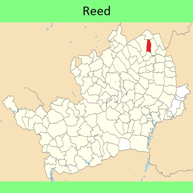 Reed