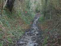 Aldenham 83 - Oakridge Lane