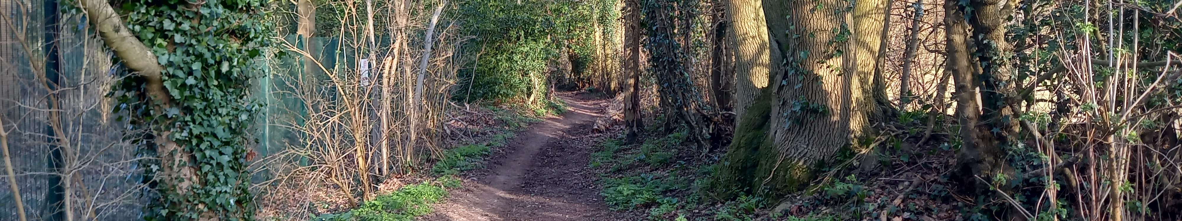 Image of Aldenham 74 bridleway taken in 2025 showing track between hedgerows
