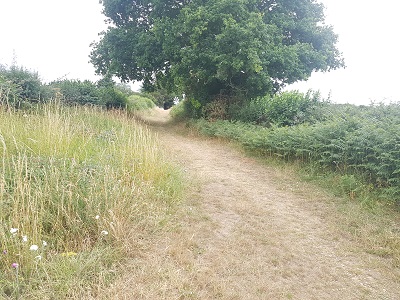 Photograph of Ardeley Windmill Path
