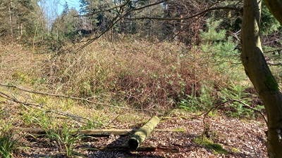 Photograph of Brickendon Liberty 30 bridleway