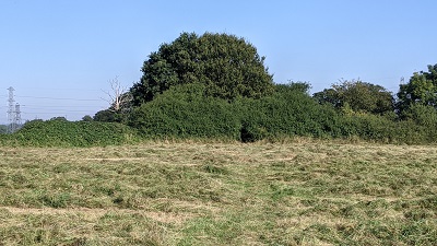 Bushey 46
