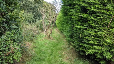 Photograph of Bushey 69