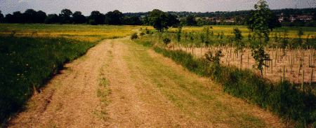 Path at beginning of trial period