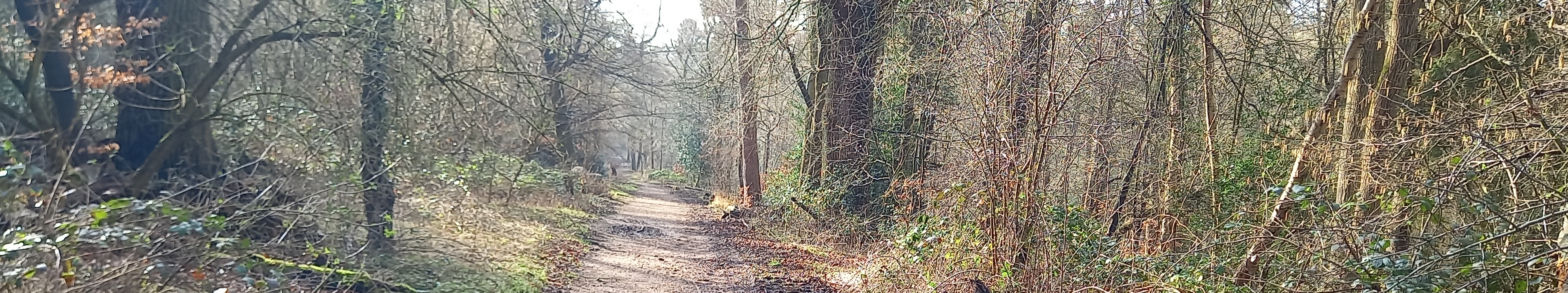 Image of Sarratt 79 bridleway taken in 2024 showing track through woods