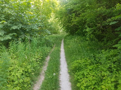 Photograph of Hexton 2 path
