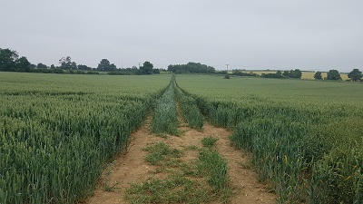Holwell 13 and Pirton 6 Route