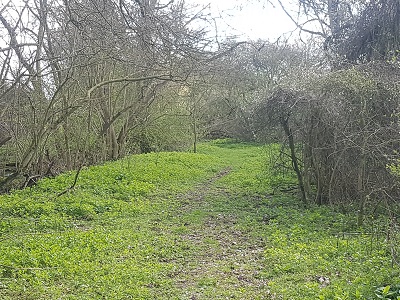Photograph of Reed 21 path