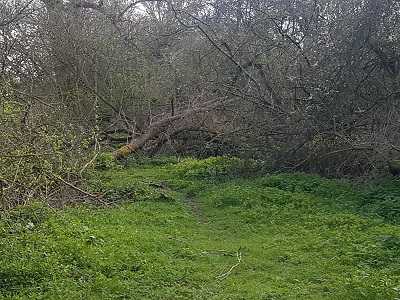 Photograph of Reed 21 path