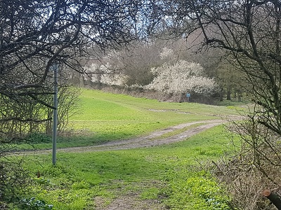 Photograph of Reed 21 path