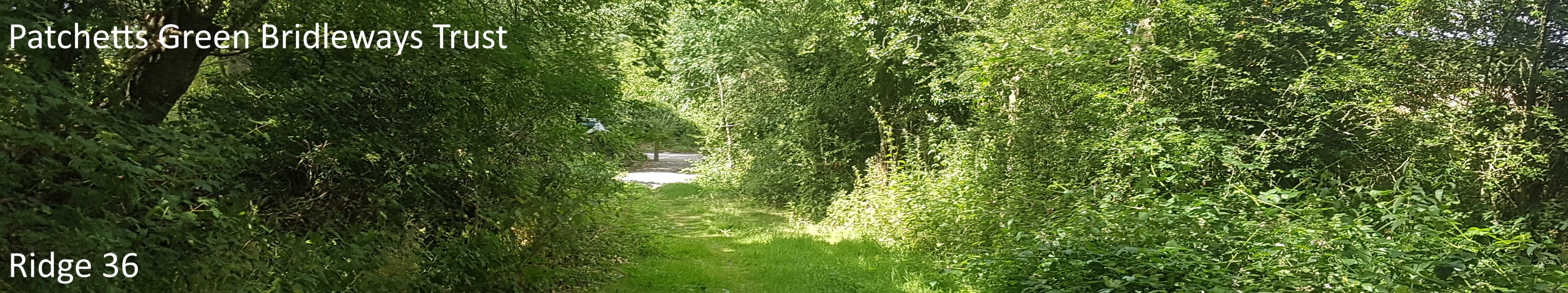 Image of Ridge 36 restricted byway taken in 2022 showing path between trees approaching the road