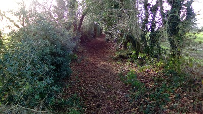 Photograph of Tangley 12