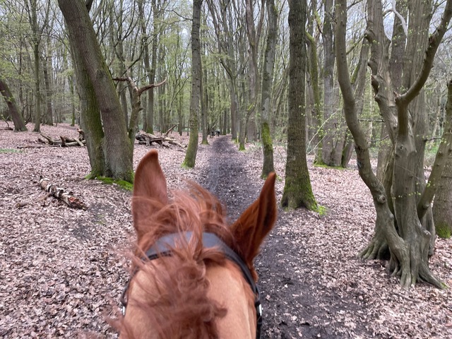 Photograph of Welwyn 12 bridleway